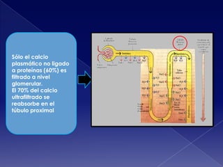 Sólo el calcio
plasmático no ligado
a proteínas (60%) es
filtrado a nivel
glomerular.
El 70% del calcio
ultrafiltrado se
reabsorbe en el
túbulo proximal

 