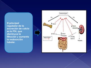 El principal
regulador de la
excreción de calcio
es la PTH, que
disminuye la
filtración y aumenta
la reabsorción
tubular.

 