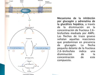 Metabolismo de Carbohidratos