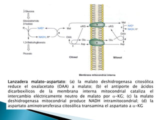 Metabolismo de Carbohidratos