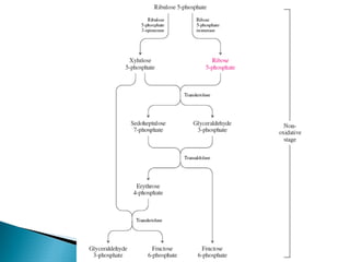 Metabolismo de Carbohidratos