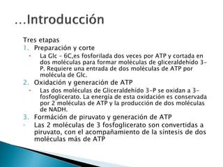 Metabolismo de Carbohidratos