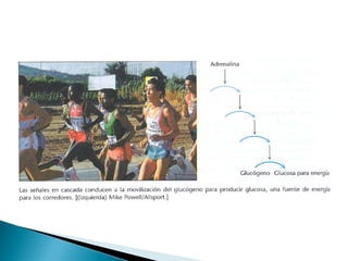 Metabolismo de Carbohidratos