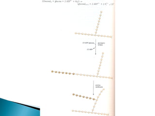 Metabolismo de Carbohidratos