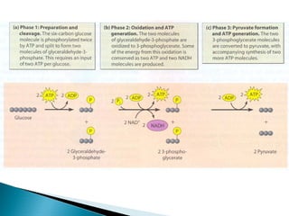 Metabolismo de Carbohidratos