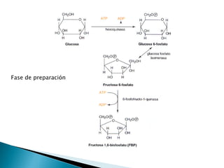 Metabolismo de Carbohidratos