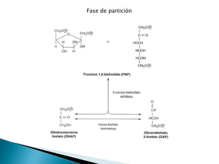Metabolismo de Carbohidratos