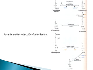 Metabolismo de Carbohidratos