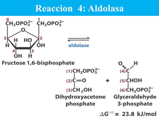 metabolismo carbohidratos UCSS.pptx