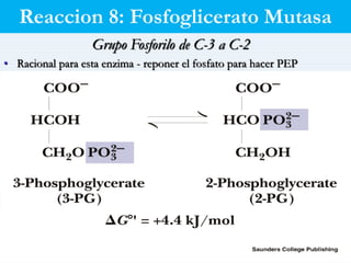 metabolismo carbohidratos UCSS.pptx