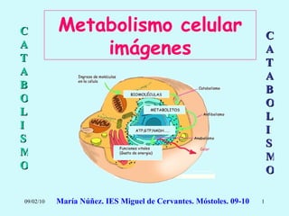 Metabolismo celular imágenes CATABOLISMO CATABOLISMO María Núñez. IES Miguel de Cervantes. Móstoles. 09-10 Metabolismo celular imágenes CATABOLISMO CATABOLISMO 