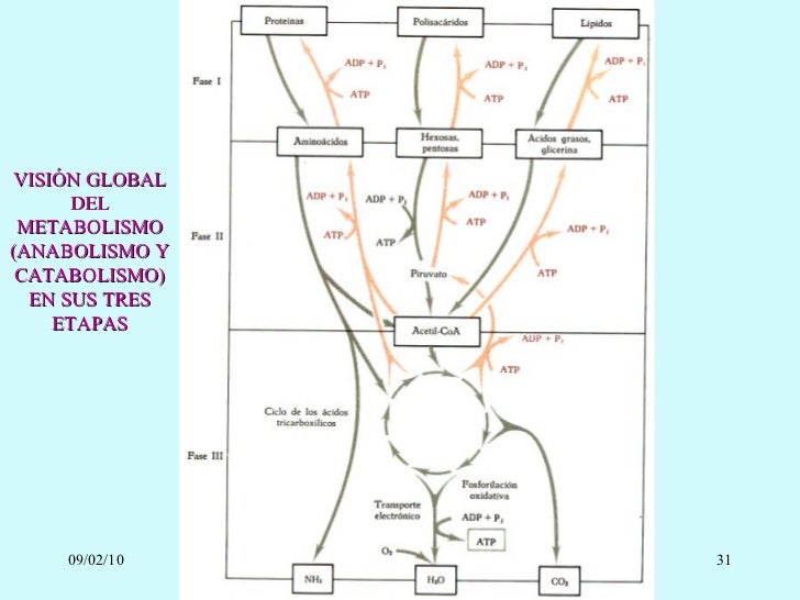 Leer sobre calorias metabolismo basal