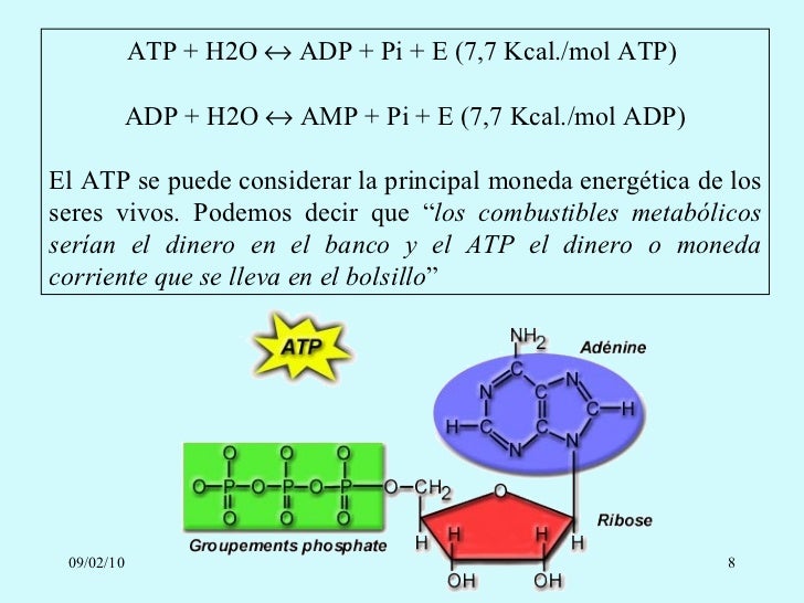 Atp H2o Adp Pi Energy
