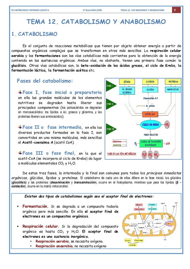 que es la tasa de metabolismo basal Consejos y Guía