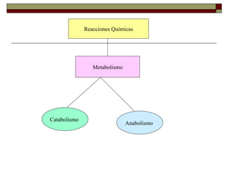 Reacciones Químicas Metabolismo Catabolismo  Anabolismo  