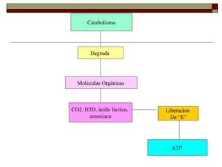 Catabolismo Degrada  Moléculas Orgánicas  CO2, H2O, ácido láctico,  amoniaco Liberacion  De “E” ATP  