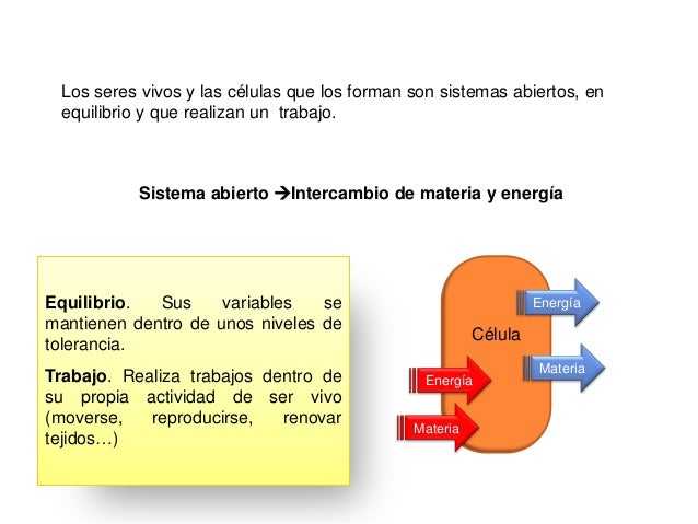 Las ideas acerca de dieta 14 dias cambio metabolismo