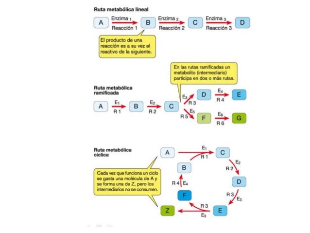 Cómo metabolismo de farmacos ?