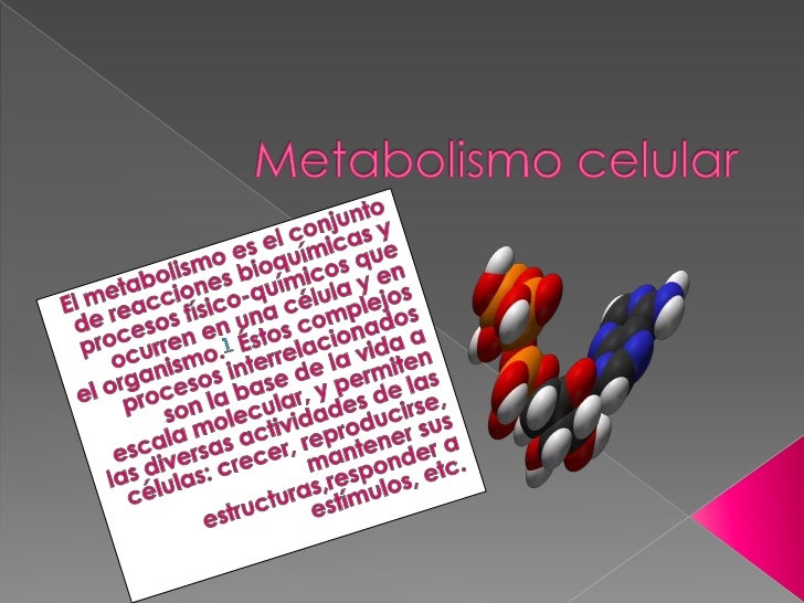 Prueba recetas metabolismo acelerado