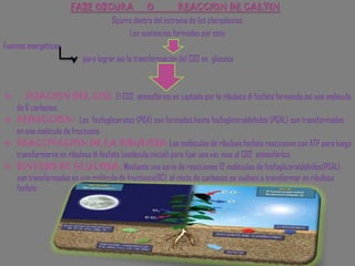 FASE OSCURA      O           REACCION DE CALVINOcurre dentro del estroma de los cloroplastosLas sustancias formadas por estoFuentes energéticas                                              para lograr así la transformación del CO2 en  glucosa   FIJACION DEL CO2: El CO2  atmosférico es captado por la ribulosa di fosfato formando así una molécula de 6 carbonos.