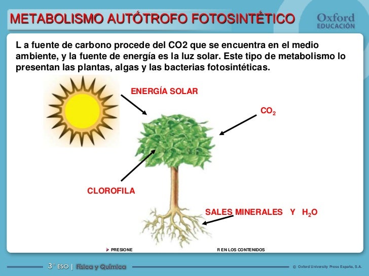 Fascinantes calculadora metabolismo basal harris benedict tácticas