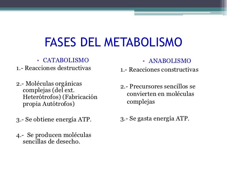 dieta acelerar metabolismo pdf cura