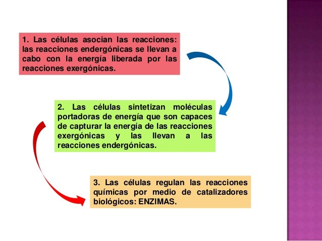 metabolismo hidrocarbonado bajo en el cuerpo humano