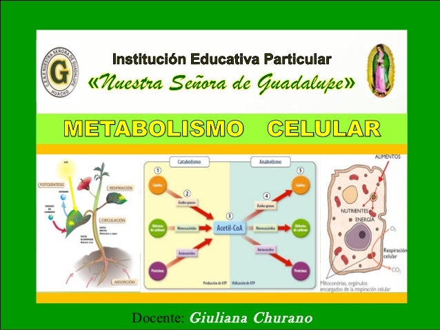 que hacer para acelerar el metabolismo hoja cheet