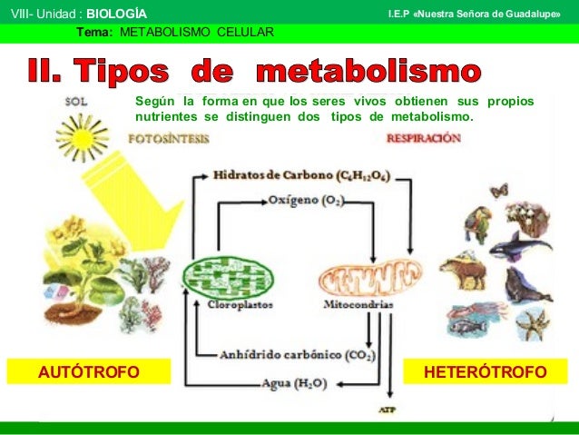 Metabolismo celular