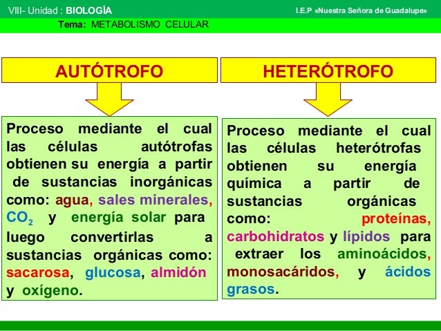 El Humano Es Autotrofo O Heterotrofo