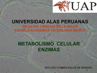 UNIVERSIDAD ALAS PERUANAS
FACULTAD CIENCIAS DE LA SALUD
ESCUELA ACADEMICA TECNOLOGIA MEDICA

METABOLISMO CELULAR
ENZIMAS

BIOLOGO CARMEN AQUIJE DE BRINGAS

 