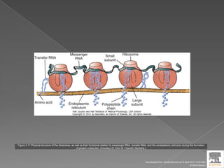 Figure 3-11 Physical structure of the ribosomes, as well as their functional relation to messenger RNA, transfer RNA, and the endoplasmic reticulum during the formation
of protein molecules. (Courtesy Dr. Don W. Fawcett, Montana.)
Downloaded from: StudentConsult (on 9 April 2012 10:25 PM)
© 2005 Elsevier
 