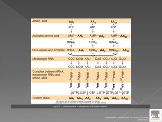 Figure 3-12 Chemical events in the formation of a protein molecule.
Downloaded from: StudentConsult (on 9 April 2012 10:25 PM)
© 2005 Elsevier
 