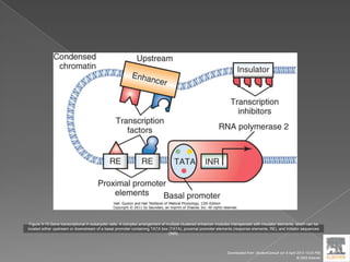 Figure 3-13 Gene transcriptional in eukaryotic cells. A complex arrangement of multiple clustered enhancer modules interspersed with insulator elements, which can be
located either upstream or downstream of a basal promoter containing TATA box (TATA), proximal promoter elements (response elements, RE), and Initiator sequences
(INR).
Downloaded from: StudentConsult (on 9 April 2012 10:25 PM)
© 2005 Elsevier
 