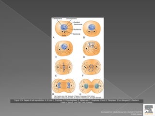 Figure 3-14 Stages of cell reproduction. A, B, and C, Prophase. D, Prometaphase. E, Metaphase. F, Anaphase. G and H, Telophase. (From Margaret C. Gladbach,
Estate of Mary E. and Dan Todd, Kansas.)
Downloaded from: StudentConsult (on 9 April 2012 10:25 PM)
© 2005 Elsevier
 