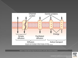 Figure 4-2 Transport pathways through the cell membrane, and the basic mechanisms of transport.
Downloaded from: StudentConsult (on 9 April 2012 10:25 PM)
© 2005 Elsevier
 