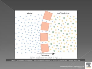 Figure 4-10 Osmosis at a cell membrane when a sodium chloride solution is placed on one side of the membrane and water is placed on the other side.
Downloaded from: StudentConsult (on 9 April 2012 10:25 PM)
© 2005 Elsevier
 