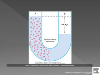 Figure 4-11 Demonstration of osmotic pressure caused by osmosis at a semipermeable membrane.
Downloaded from: StudentConsult (on 9 April 2012 10:25 PM)
© 2005 Elsevier
 