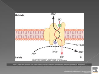 Figure 4-12 Postulated mechanism of the sodium-potassium pump. ADP, adenosine diphosphate; ATP, adenosine triphosphate; Pi, phosphate ion.
Downloaded from: StudentConsult (on 9 April 2012 10:25 PM)
© 2005 Elsevier
 