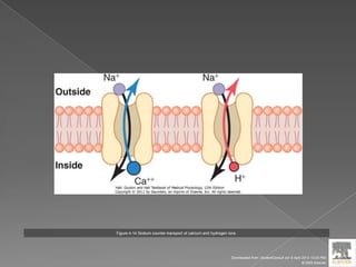 Figure 4-14 Sodium counter-transport of calcium and hydrogen ions.
Downloaded from: StudentConsult (on 9 April 2012 10:25 PM)
© 2005 Elsevier
 