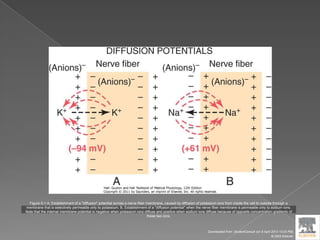 Figure 5-1 A, Establishment of a "diffusion" potential across a nerve fiber membrane, caused by diffusion of potassium ions from inside the cell to outside through a
membrane that is selectively permeable only to potassium. B, Establishment of a "diffusion potential" when the nerve fiber membrane is permeable only to sodium ions.
Note that the internal membrane potential is negative when potassium ions diffuse and positive when sodium ions diffuse because of opposite concentration gradients of
these two ions.
Downloaded from: StudentConsult (on 9 April 2012 10:25 PM)
© 2005 Elsevier
 