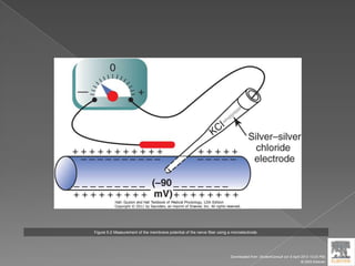 Figure 5-2 Measurement of the membrane potential of the nerve fiber using a microelectrode.
Downloaded from: StudentConsult (on 9 April 2012 10:25 PM)
© 2005 Elsevier
 