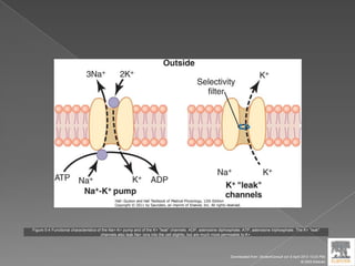 Figure 5-4 Functional characteristics of the Na+-K+ pump and of the K+ "leak" channels. ADP, adenosine diphosphate; ATP, adenosine triphosphate. The K+ "leak"
channels also leak Na+ ions into the cell slightly, but are much more permeable to K+.
Downloaded from: StudentConsult (on 9 April 2012 10:25 PM)
© 2005 Elsevier
 