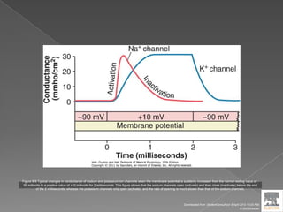 Figure 5-9 Typical changes in conductance of sodium and potassium ion channels when the membrane potential is suddenly increased from the normal resting value of -
90 millivolts to a positive value of +10 millivolts for 2 milliseconds. This figure shows that the sodium channels open (activate) and then close (inactivate) before the end
of the 2 milliseconds, whereas the potassium channels only open (activate), and the rate of opening is much slower than that of the sodium channels.
Downloaded from: StudentConsult (on 9 April 2012 10:25 PM)
© 2005 Elsevier
 