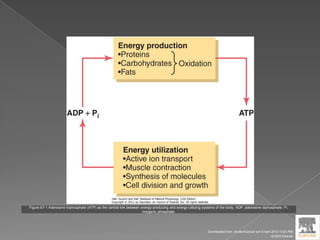 Figure 67-1 Adenosine triphosphate (ATP) as the central link between energy-producing and energy-utilizing systems of the body. ADP, adenosine diphosphate; Pi,
inorganic phosphate.
Downloaded from: StudentConsult (on 9 April 2012 10:25 PM)
© 2005 Elsevier
 