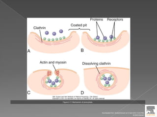 Figure 2-11 Mechanism of pinocytosis.
Downloaded from: StudentConsult (on 9 April 2012 10:25 PM)
© 2005 Elsevier
 