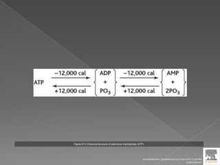 Figure 67-2 Chemical structure of adenosine triphosphate (ATP).
Downloaded from: StudentConsult (on 9 April 2012 10:25 PM)
© 2005 Elsevier
 