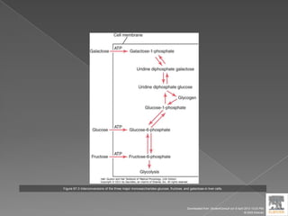Figure 67-3 Interconversions of the three major monosaccharides-glucose, fructose, and galactose-in liver cells.
Downloaded from: StudentConsult (on 9 April 2012 10:25 PM)
© 2005 Elsevier
 