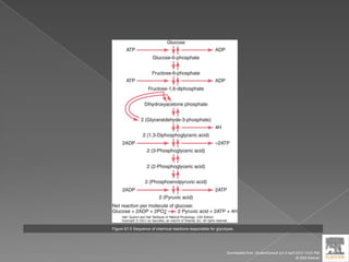 Figure 67-5 Sequence of chemical reactions responsible for glycolysis.
Downloaded from: StudentConsult (on 9 April 2012 10:25 PM)
© 2005 Elsevier
 