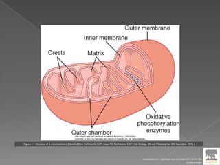 Figure 2-7 Structure of a mitochondrion. (Modified from DeRobertis EDP, Saez FA, DeRobertis EMF: Cell Biology, 6th ed. Philadelphia: WB Saunders, 1975.)
Downloaded from: StudentConsult (on 9 April 2012 10:25 PM)
© 2005 Elsevier
 